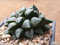 구로데키니히 107-2030 하월시아