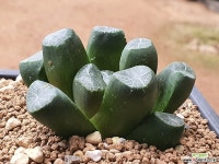 만상 107-2035 하월시아