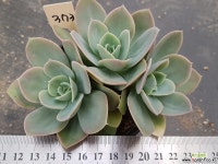 파스텔군생 373 다육식물