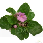 바이올렛(꽃색랜덤발송) 초본류