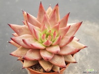 아메티스트쌍두6516 다육식물