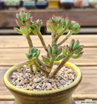 구미리 다육식물