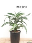 드라세나말라이카/공기정화식물 목본류