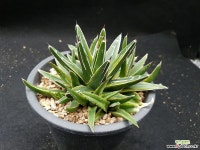 세설금 7-310 다육식물