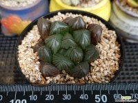 수정 7-094 하월시아
