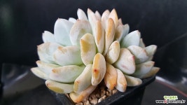 926.먼로 다육식물