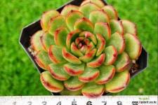 묵향 0709-1128 다육식물