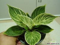 버킨 필로덴드론3번-실내식물-공부반-화장실-거실등등-동일품배송 공기정화식물