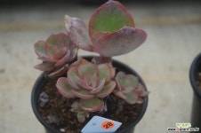 (7月)수연28 다육식물