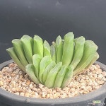 그린옥선 794 다육식물