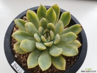 황홀한연꽃금5433 다육금