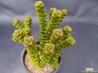 무을녀-251 다육식물