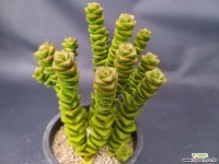 무을녀-251 다육식물