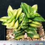 69.신동금 다육식물