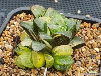 수금 2 다육식물