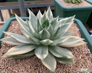 마리아금 다육금