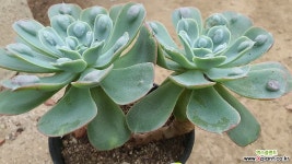 레인드랍07132 다육식물