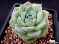 크리스탈로즈 7-489 다육식물