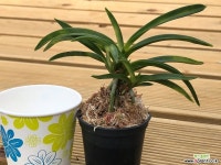 일월광(랜덤배송) 풍란(보급종)