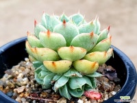 벤바디스 38-282 다육식물