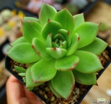 스타보스금82 다육식물