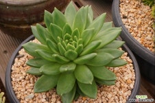 천상지애,대품 다육식물