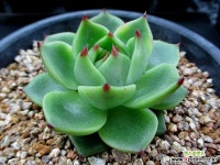 블루드레곤 7-535 다육식물