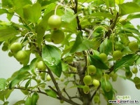 심산해당35번-대실-동일품배송 분재