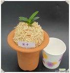 봉옥 완성분 풍란 부귀란(명품관)