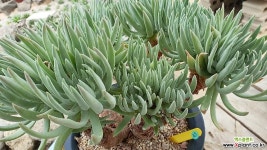 대품애듈리스 07161 두들레야