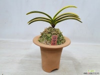 금광금-명명품 황호 풍란 부귀란(명품관)