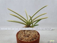 어성복륜 풍란 부귀란(명품관)