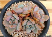 아리엘 다육식물