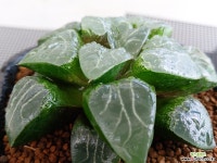 월령112-0718 하월시아