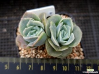 러블리로즈 57 다육식물