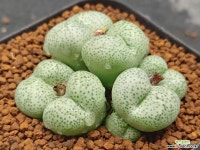 트런카튬1145-0719 코노피튬