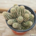 백단선인장 0720-07 선인장