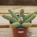 백단선인장 0720-08 선인장