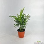 테이블야자 공기정화식물 한빛농원 공기정화식물