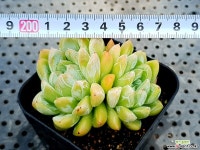 얼음공주(중대) 64-287 다육식물