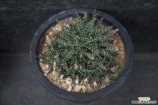 하월시아 98 다육식물