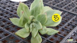 호피마리아금07203 다육금