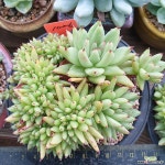 골드마리아철화(1026) 다육철화