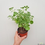 장미허브 외목대  초본류