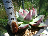 카시오적금0721 다육식물