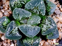 수정사탕 78-29 하월시아