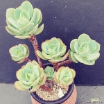 8비취후리데ㆍ화분포함 다육식물