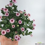 피코국화 국화 국화꽃향기 한빛농원 공기정화식물