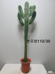 만세선인장/동일품배송 목본류