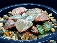 수정101 83- 하월시아